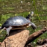 Google Pixel 10 Pro (Moonstone. 512GB) photo review