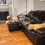 Dyson Purifier Humidify+Cool™ PH03 photo review